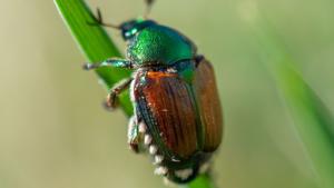Beetles killing more trees in Washington, likely due to drought